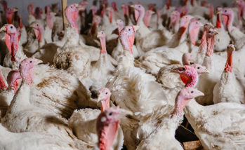 Salmonella Infantis in turkeys