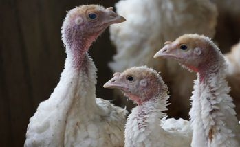 Vaccinating turkeys for E. coli